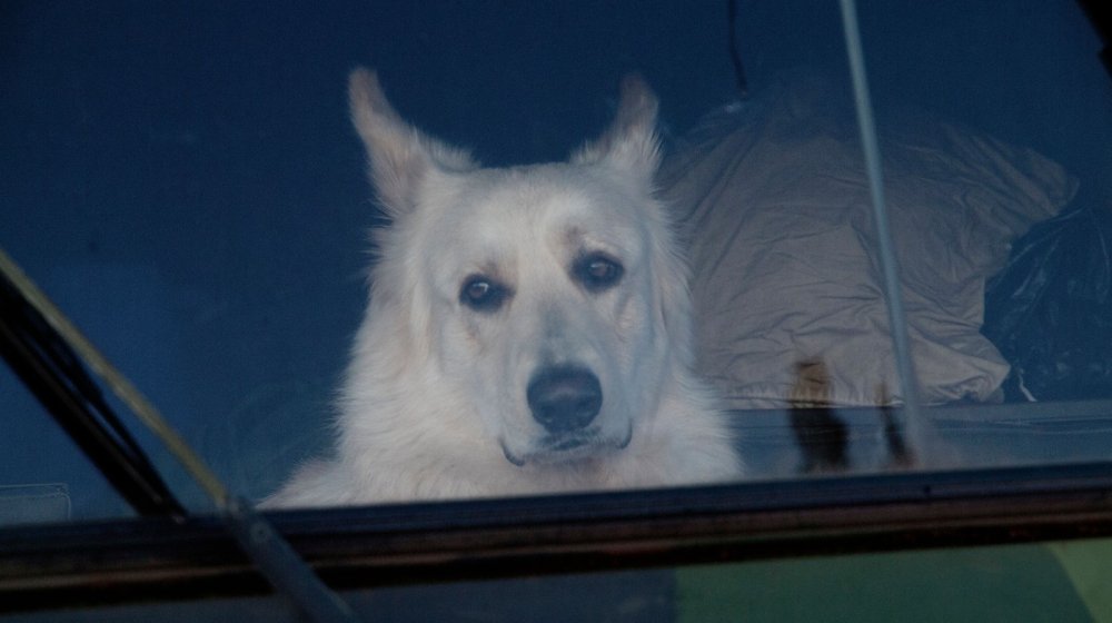 Psi mogu da „uhvate“ vaš stres, što može ugroziti njihovo zdravlje 1