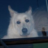 Psi mogu da „uhvate“ vaš stres, što može ugroziti njihovo zdravlje 3