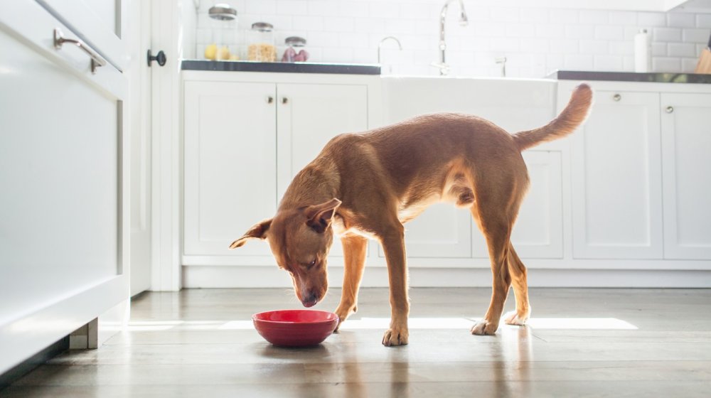 Ove namirnice ne treba da dajete psima, mogu da ugroze njihovo zdravlje 1