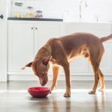 Ove namirnice ne treba da dajete psima, mogu da ugroze njihovo zdravlje 4