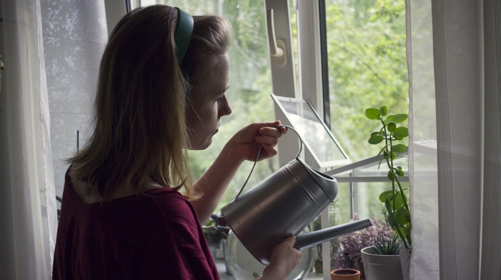 U ovo vreme nikada ne bi trebalo da se zalivaju biljke: Evo i zašto 1