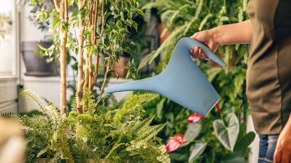 Sobne biljke nikada ne bi trebalo da držite na ovim mestima u kući 1