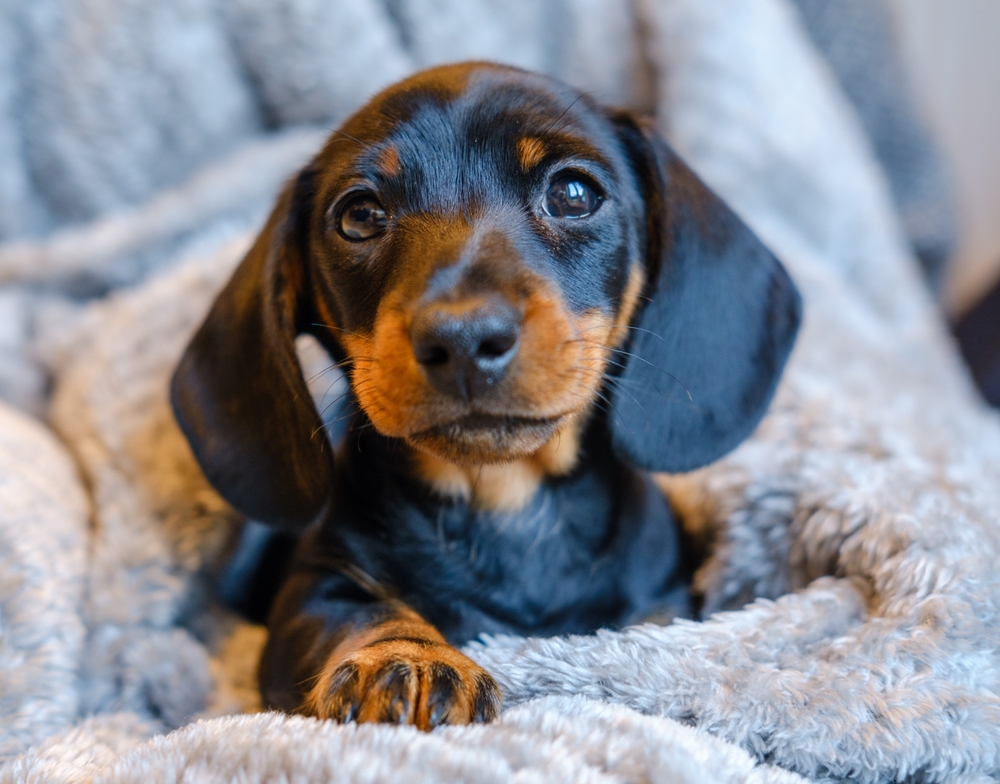 Psi koji su idealni za male prostore 1