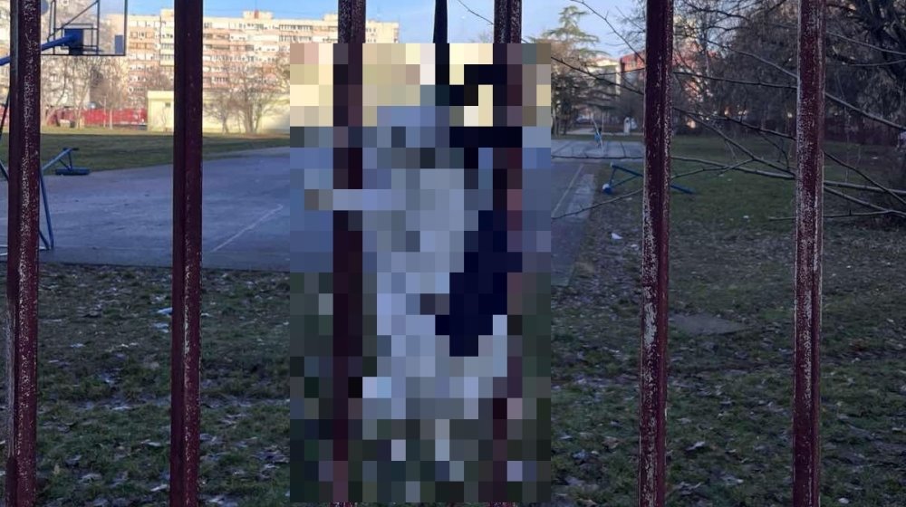 Roditelji otkazali javni čas u dvorištu škole u Novom Sadu gde je pronađen obešen zec: "Održavanje nastave nije moguće dok su nam deca nebezbedna" 1