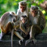 Ministar krivi majmuna za nestanak struje širom Šri Lanke 7