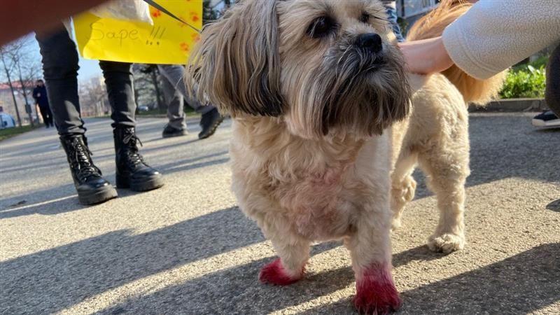 Most u Novom Sadu i dalje pod blokadom, studenti čiste grad 4 pas, studenti, studentski protest