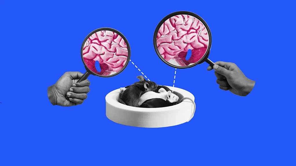 Kako plava tačkica u mozgu reguliše vaše spavanje 2 Ilustracija plave boje na kojoj su dve ruke koje uvećavaju delove mišjeg mozga