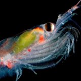 Zašto naučnici prebrojavaju sićušna morska stvorenja posmatrajući ih iz svemira 6