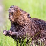 Kako su dabrovi uštedeli Češkoj preko milion evra? 4