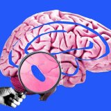 Kako plava tačkica u mozgu reguliše vaše spavanje 3