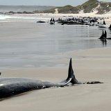 Kitovima preti eutanazija posle masovnog nasukavanja na obalama Australije 5