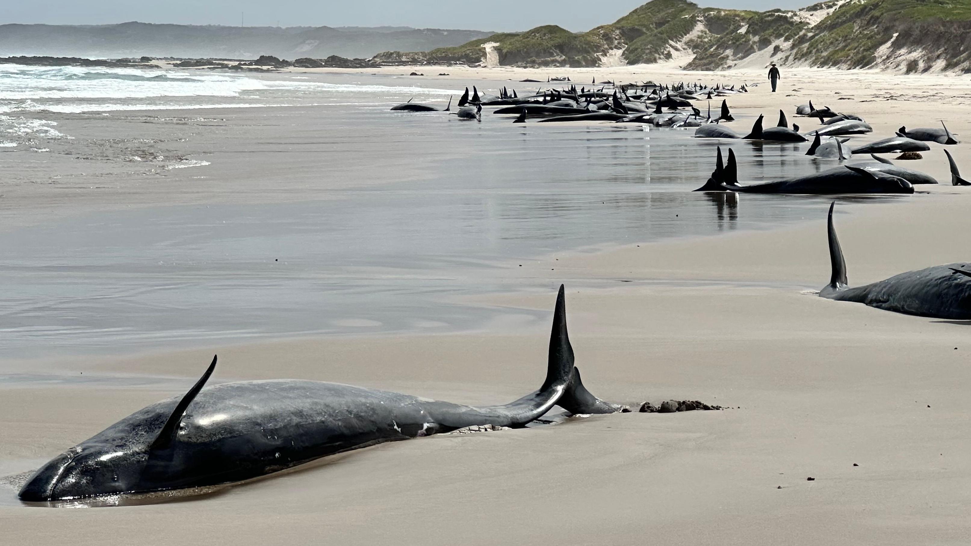 Kitovima preti eutanazija posle masovnog nasukavanja na obalama Australije 1 Whales stranded on a Tasmania beach
