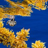 Da li ste znali da na Zemlji postoji more koje ne dodiruje kopno? 4