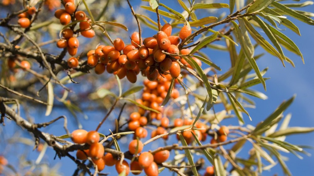 Slabo poznata biljka koja bi mogla da smanji rizik od dijabetesa i gojaznosti 1