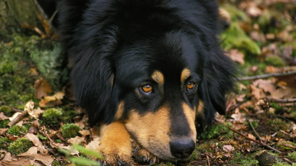 Koje povrće treba da dajemo psima, a koje da izbegavamo? 1