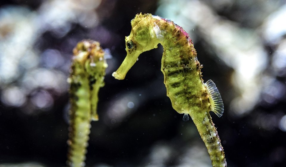 Pet zapostavljenih vrsta životinja koje tiho izumiru 1
