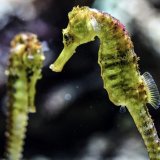 Pet zapostavljenih vrsta životinja koje tiho izumiru 1