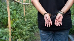 Albanska mreža trgovine kanabisom razotkrivena u Belgiji