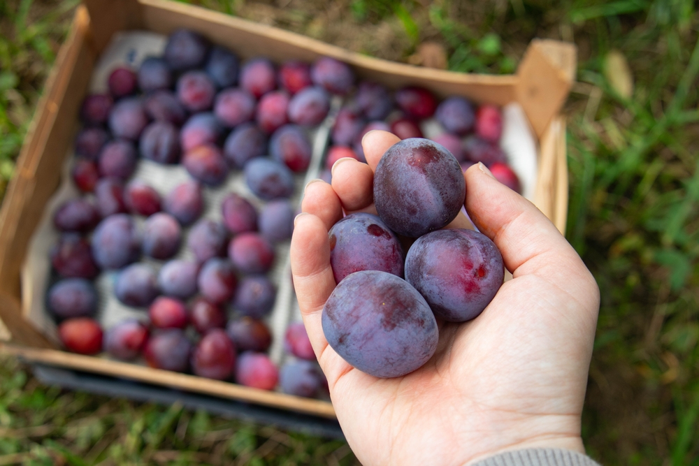 Ovo voće odlično neguje kožu i smanjuje pojavu bora, tvrde nutricionisti 1