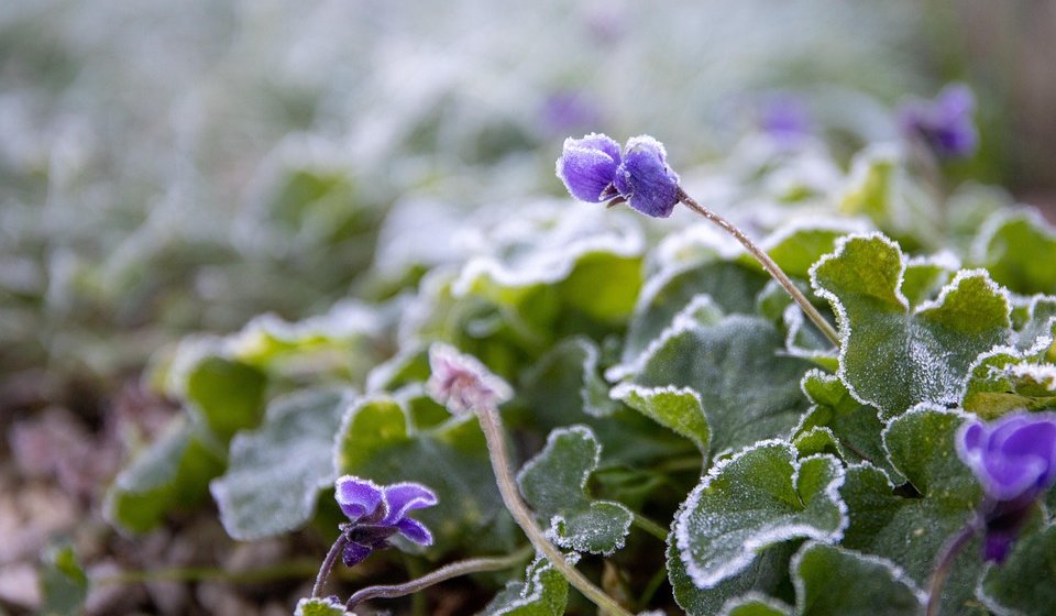 Januar 2025. najtopliji u istoriji, iznenadio i naučnike 1