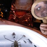 Opsednuti lovac na insekte: Neočekivano poreklo letnjeg računanja vremena 5