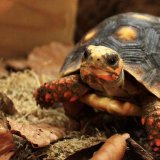 Zašto neke životinje uživaju u samačkom životu 4