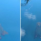 Ovaj pas se nalazi na dnu bazena - ili ne? Optička iluzija koja je iznervirala ljude 1