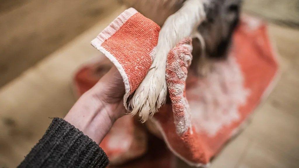 Zašto verovatno ne perete peškire dovoljno često 2 žena briše peškirom šapu psa