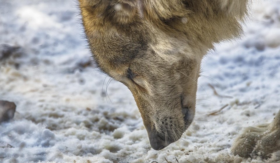 Sveži tragovi vuka u snegu na Staroj planini: WWF Adria povodom Svetskog dana divljih vrsta 1