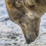 Sveži tragovi vuka u snegu na Staroj planini: WWF Adria povodom Svetskog dana divljih vrsta 3