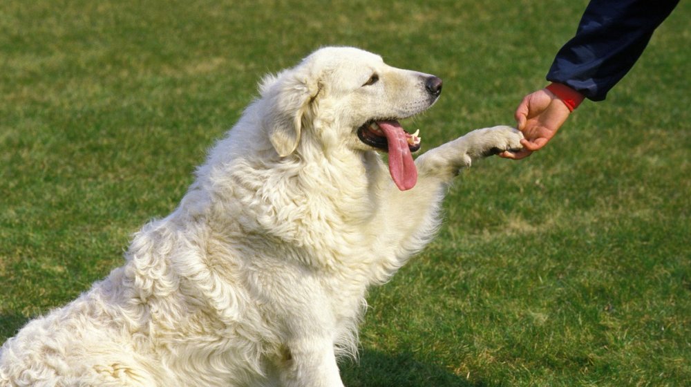 Da li zaista razumemo gestove pasa? Studija kaže da često grešimo 1
