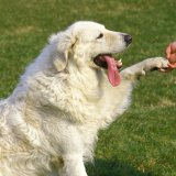 Da li zaista razumemo gestove pasa? Studija kaže da često grešimo 3