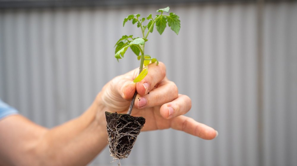 Savršeno vreme za sadnju povrća je za samo nekoliko dana 1