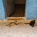 Šta znači ako se mačka pojavi pred vašim vratima i neće da ode? 7