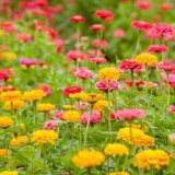 Branje cveća u prirodi: Stroge kazne i zakonska ograničenja 7