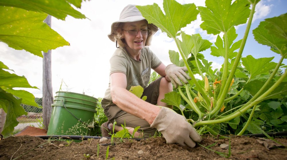 Šta se sadi u martu, a za koje biljke je još hladno? 1