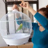 Stvari koje treba da znate pre nego što nabavite pticu za kućnog ljubimca 7