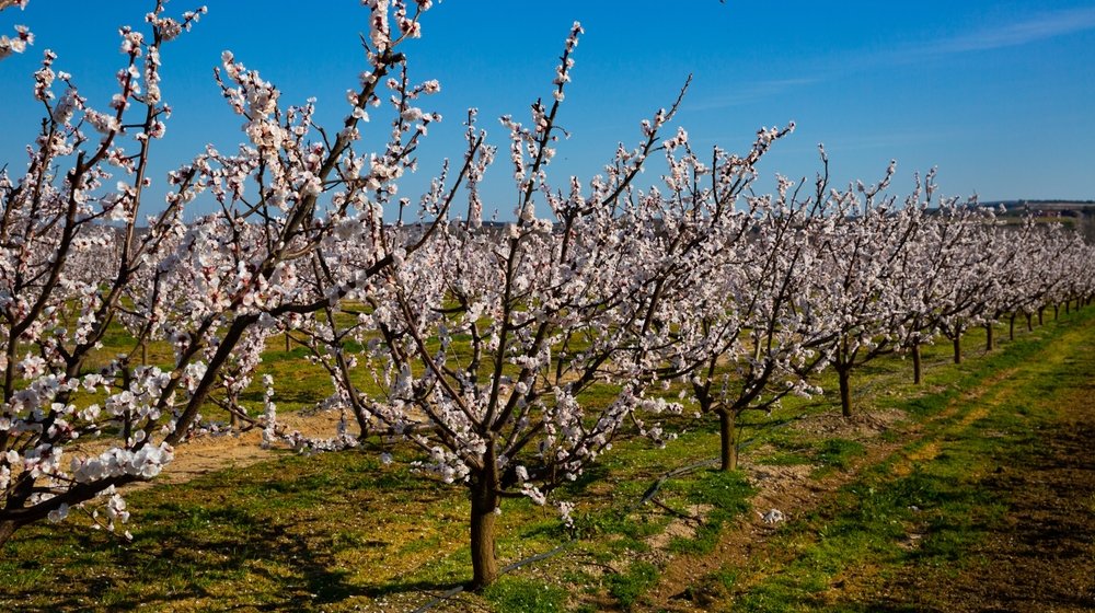 Nakon mrazeva šteta u pojedinim mestima i do 95 odsto, najgore prošla kajsija 1