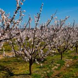 Nakon mrazeva šteta u pojedinim mestima i do 95 odsto, najgore prošla kajsija 9