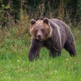 Slovačka vlada odobrila odstrel stotine medveda posle smrtonosnog napada na muškarca 6