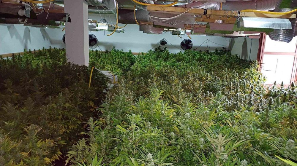 U Trnovu otkrivena velika plantaža marihuane - 13.100 sadnica 1