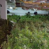 Policija u Beogradu zaplenila dve tone marihuane 9