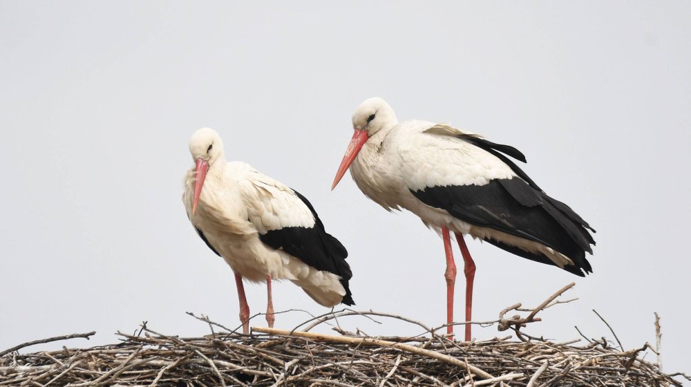Na Novom groblju u Nišu ponovo stradale rode od strujnog udara: Još jedan apel EPS-u da konačno preduzme mere i ukine ovakvo "stratište" 1