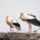 Na Novom groblju u Nišu ponovo stradale rode od strujnog udara: Još jedan apel EPS-u da konačno preduzme mere i ukine ovakvo "stratište" 3