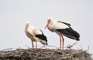 Na Novom groblju u Nišu u poslednjih nekoliko dana ponovo je stradalo desetak roda, inače zaštićenih ptica, od strujnog udara sa kablova električnih stubova, upozorila je gradska odbornica Tamara Milenković Kerković, koja se bavi zaštitom životinja.