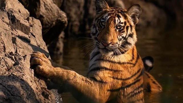 Žena koja foto-aparatom traga za tigrovima u Indiji 7 tigar