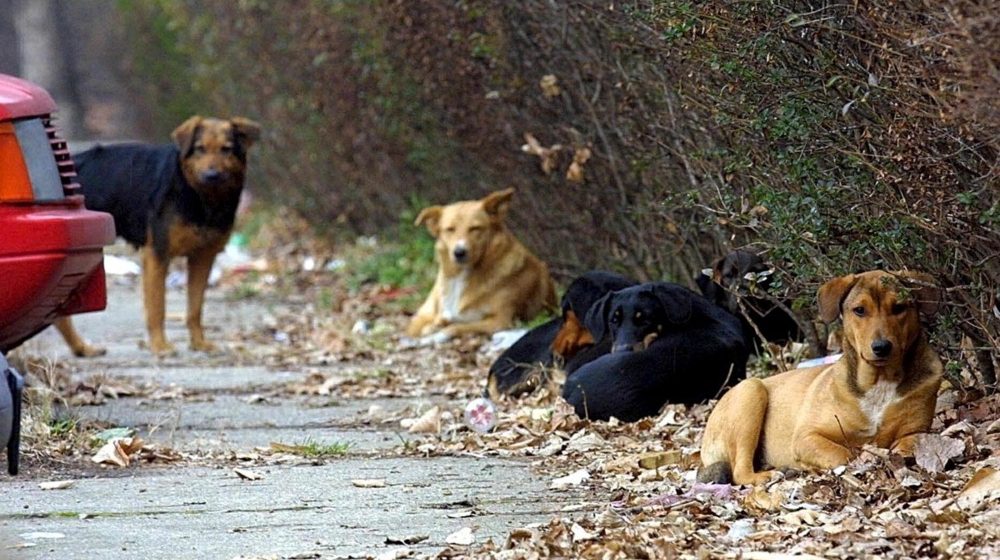 Ministarstvo odbrane o prodaju službenih pasa: Cena simbolična da bi se što pre udomili 1