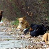 Ministarstvo odbrane o prodaju službenih pasa: Cena simbolična da bi se što pre udomili 11