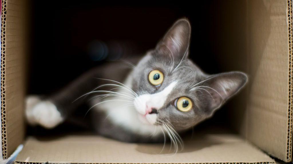 Tri stvari za koje Ajnštajn (navodno) nije bio u pravu 4 Šredingerova mačka