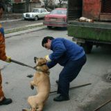 Dvadeset godina od prepiske Borisa Tadića i Brižit Bardo: Kako je Srbija rešavala problem pasa lutalica? 1